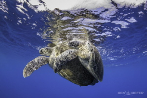 Green Sea Turtles Mating
en route to search for whale sh... by Ken Kiefer 